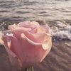 sunn_flowerr